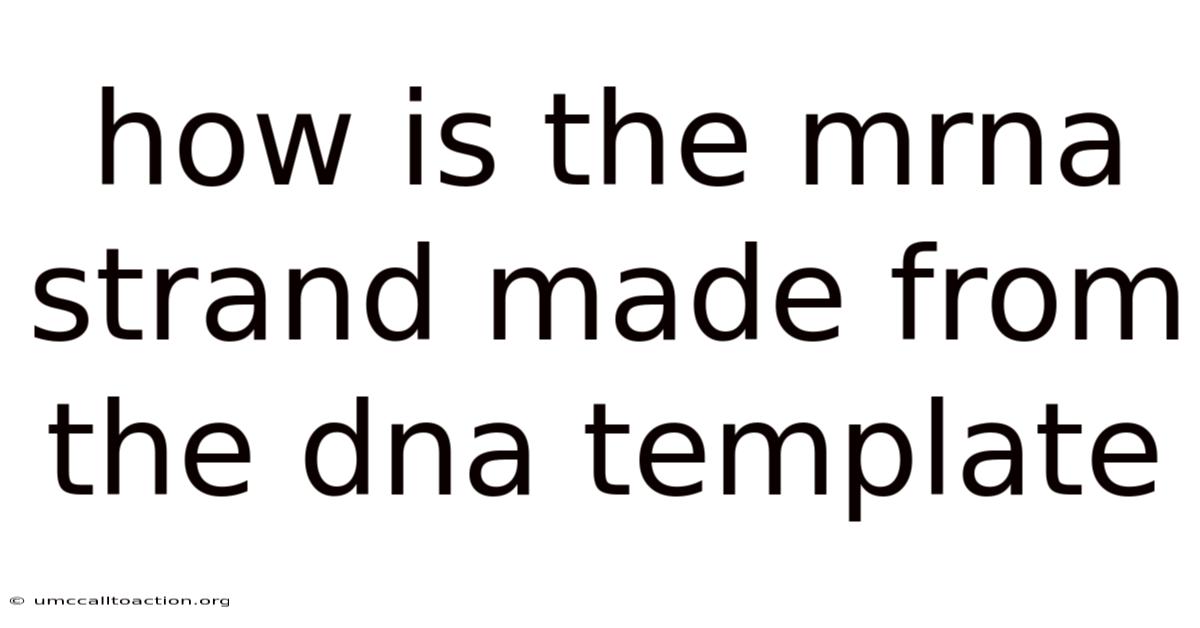 How Is The Mrna Strand Made From The Dna Template
