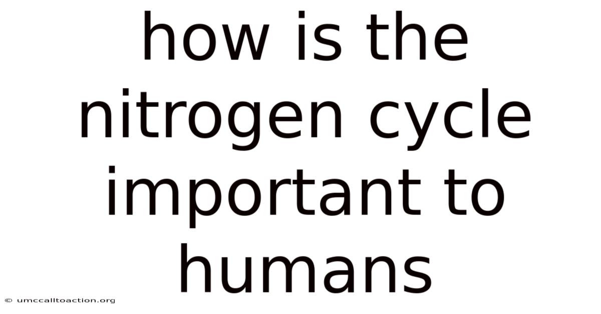How Is The Nitrogen Cycle Important To Humans