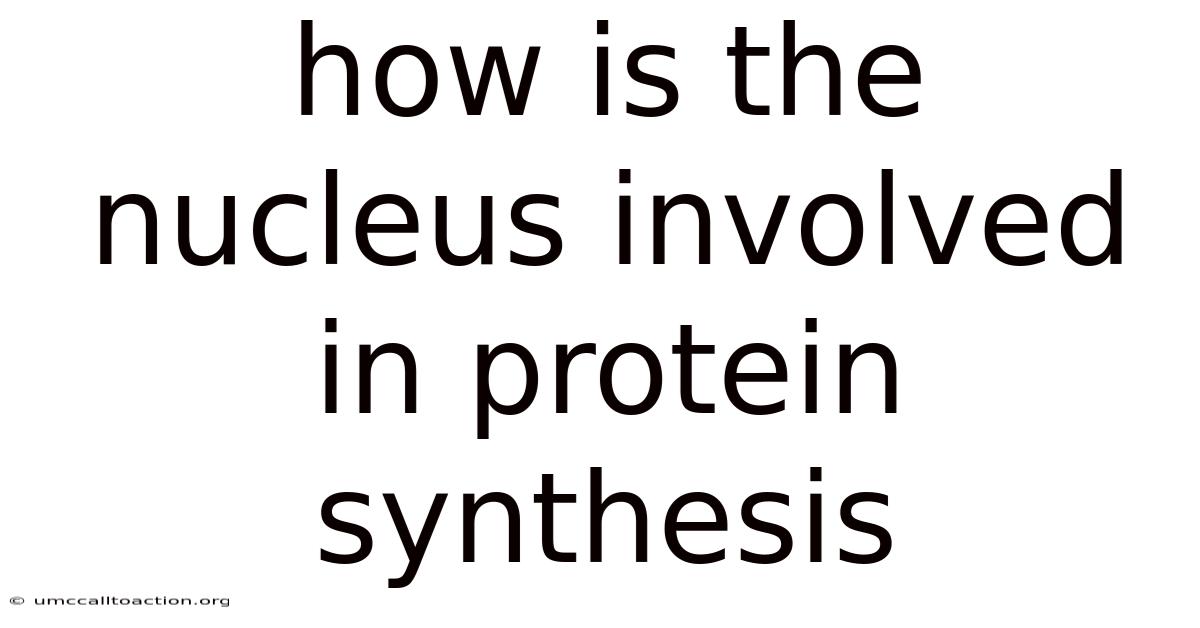 How Is The Nucleus Involved In Protein Synthesis