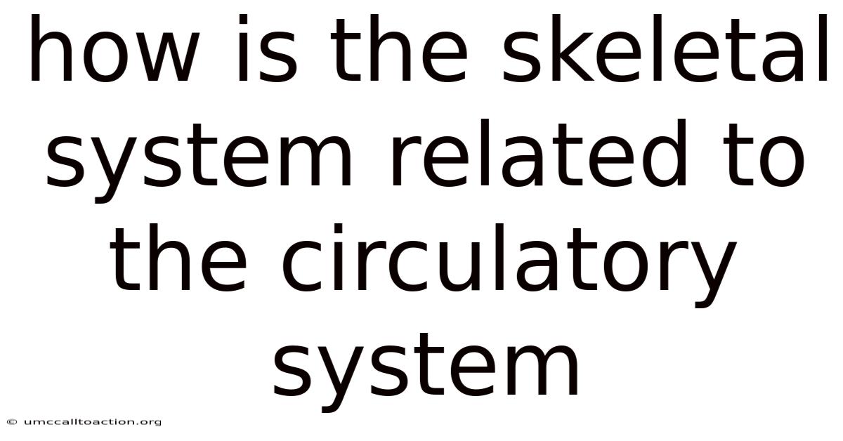 How Is The Skeletal System Related To The Circulatory System