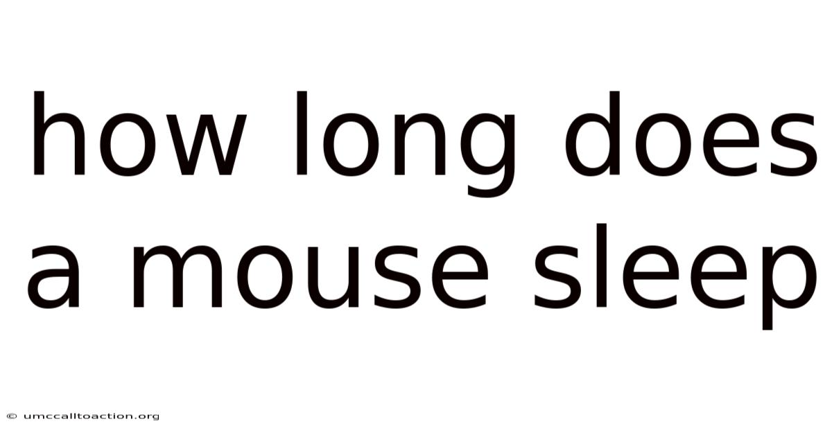 How Long Does A Mouse Sleep