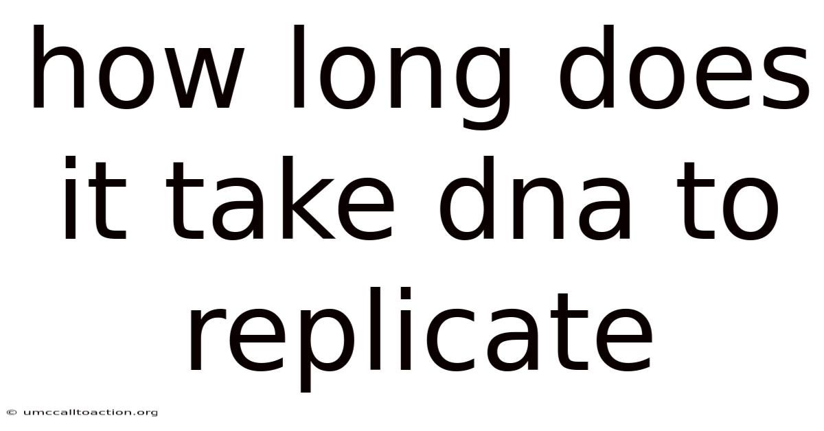 How Long Does It Take Dna To Replicate