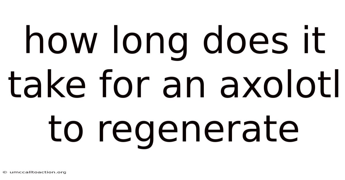 How Long Does It Take For An Axolotl To Regenerate