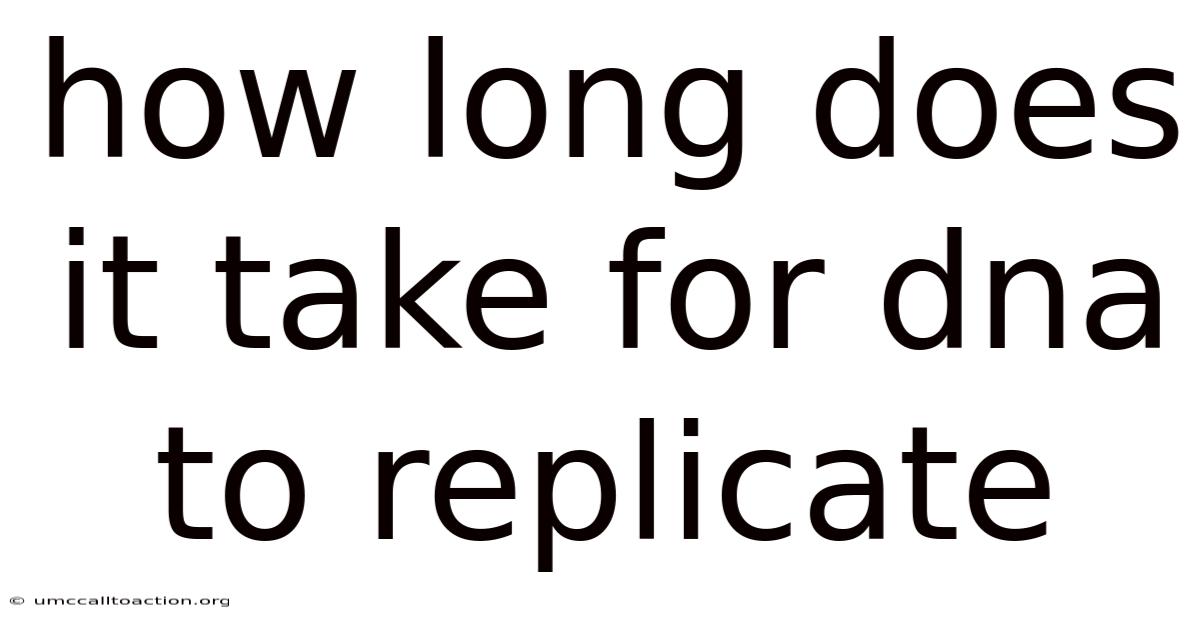 How Long Does It Take For Dna To Replicate