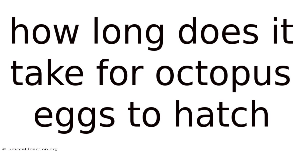 How Long Does It Take For Octopus Eggs To Hatch