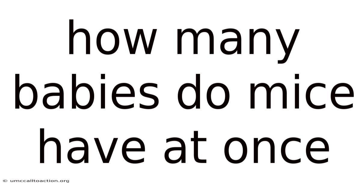 How Many Babies Do Mice Have At Once