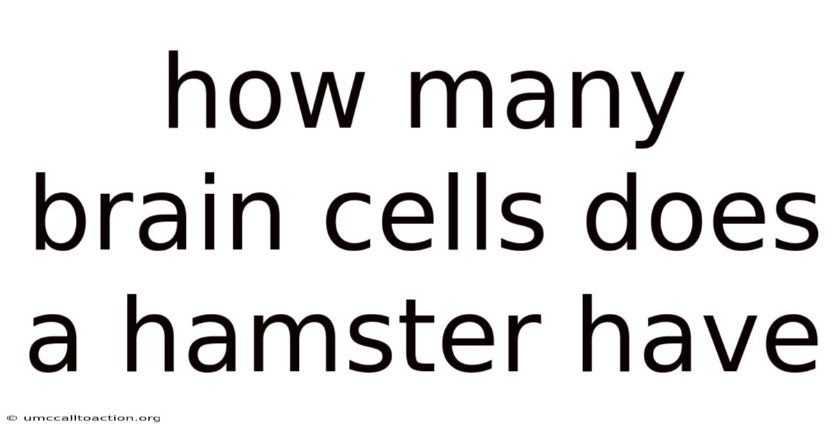 How Many Brain Cells Does A Hamster Have