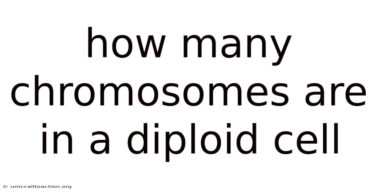 How Many Chromosomes Are In A Diploid Cell