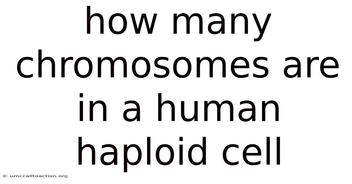How Many Chromosomes Are In A Human Haploid Cell