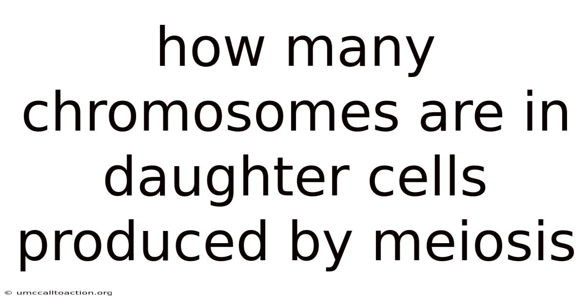How Many Chromosomes Are In Daughter Cells Produced By Meiosis