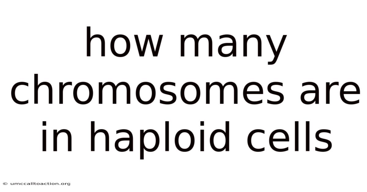 How Many Chromosomes Are In Haploid Cells