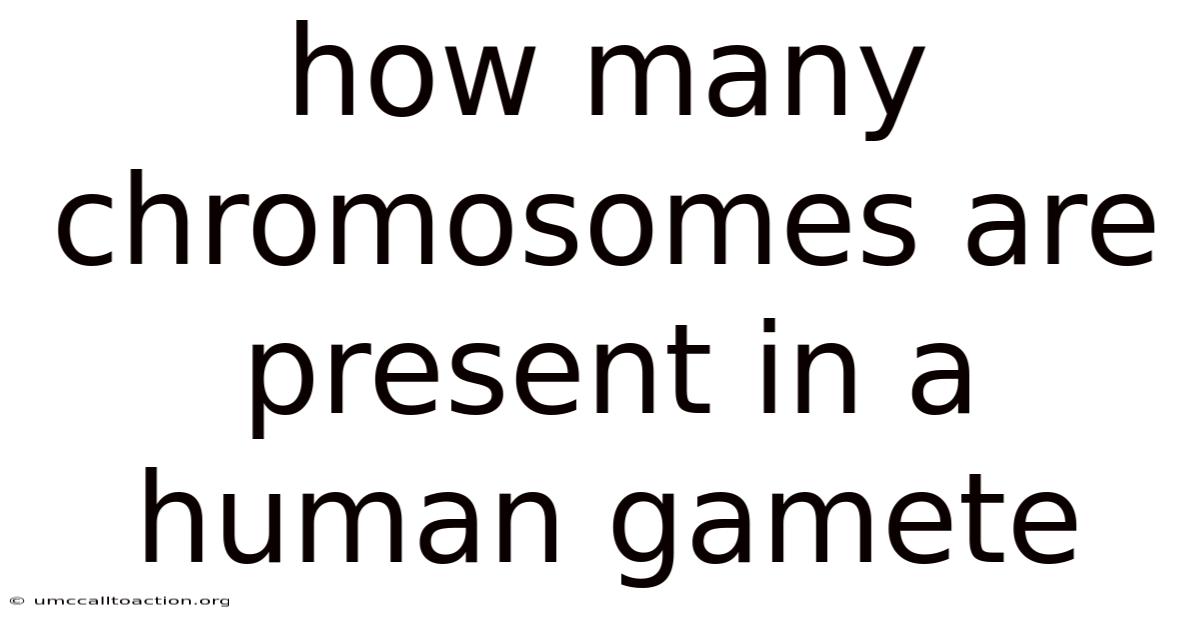 How Many Chromosomes Are Present In A Human Gamete