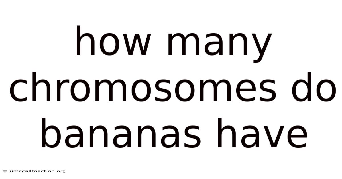 How Many Chromosomes Do Bananas Have