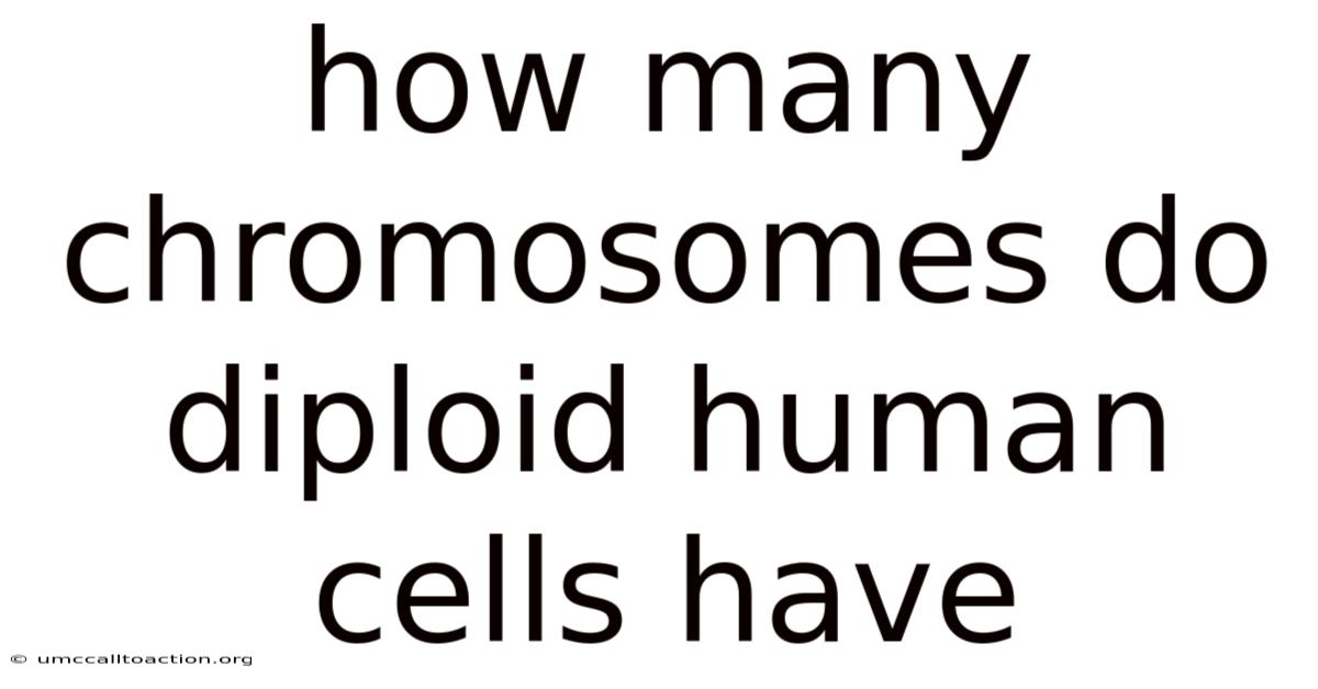 How Many Chromosomes Do Diploid Human Cells Have