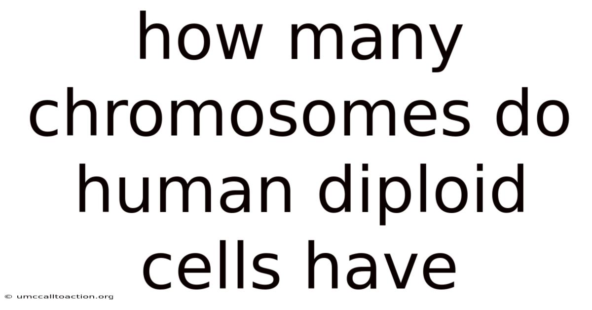 How Many Chromosomes Do Human Diploid Cells Have
