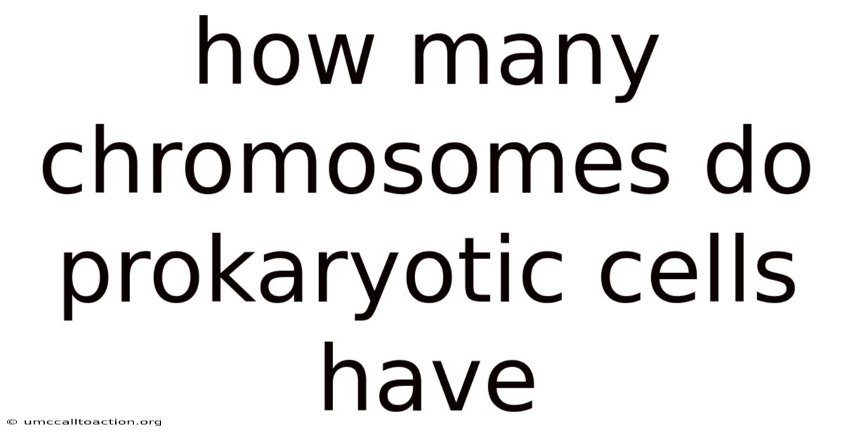 How Many Chromosomes Do Prokaryotic Cells Have