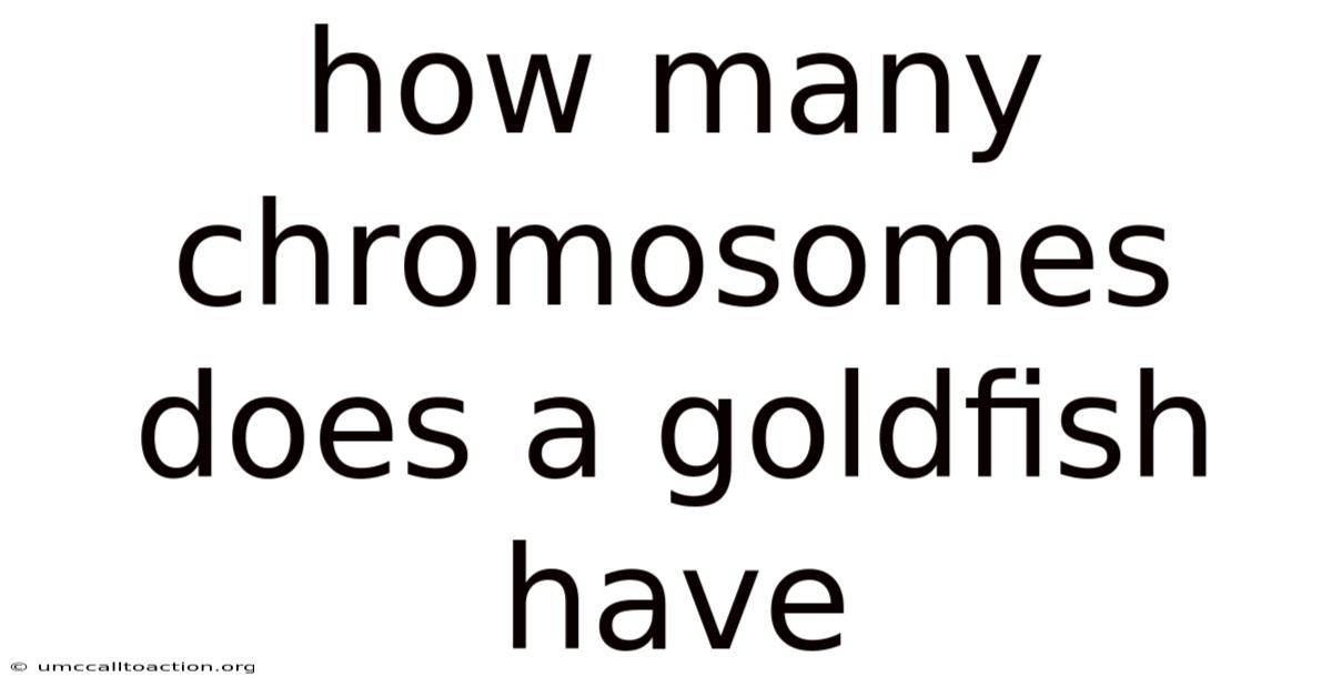 How Many Chromosomes Does A Goldfish Have