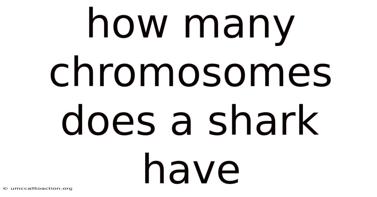 How Many Chromosomes Does A Shark Have