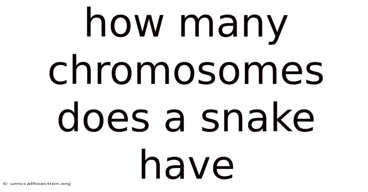 How Many Chromosomes Does A Snake Have