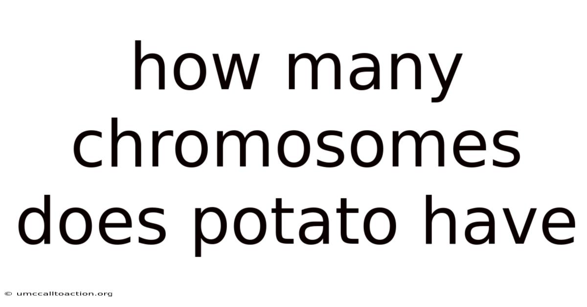 How Many Chromosomes Does Potato Have