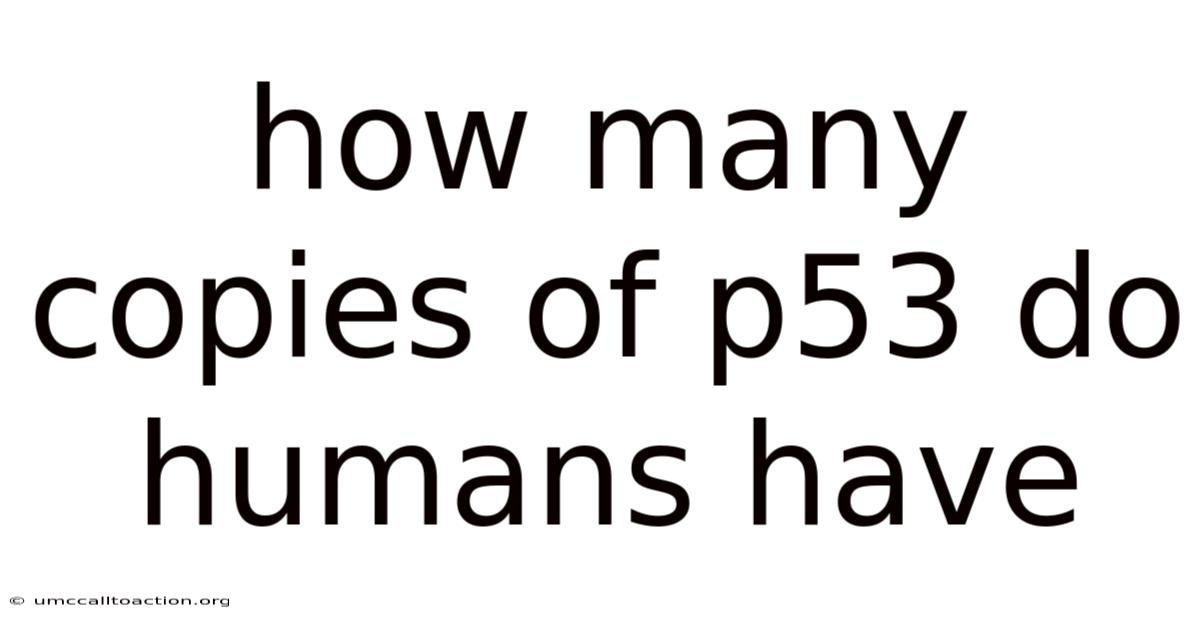 How Many Copies Of P53 Do Humans Have