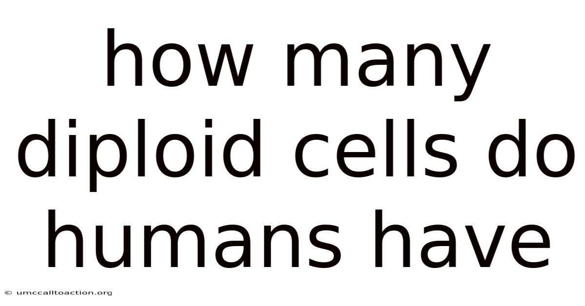 How Many Diploid Cells Do Humans Have