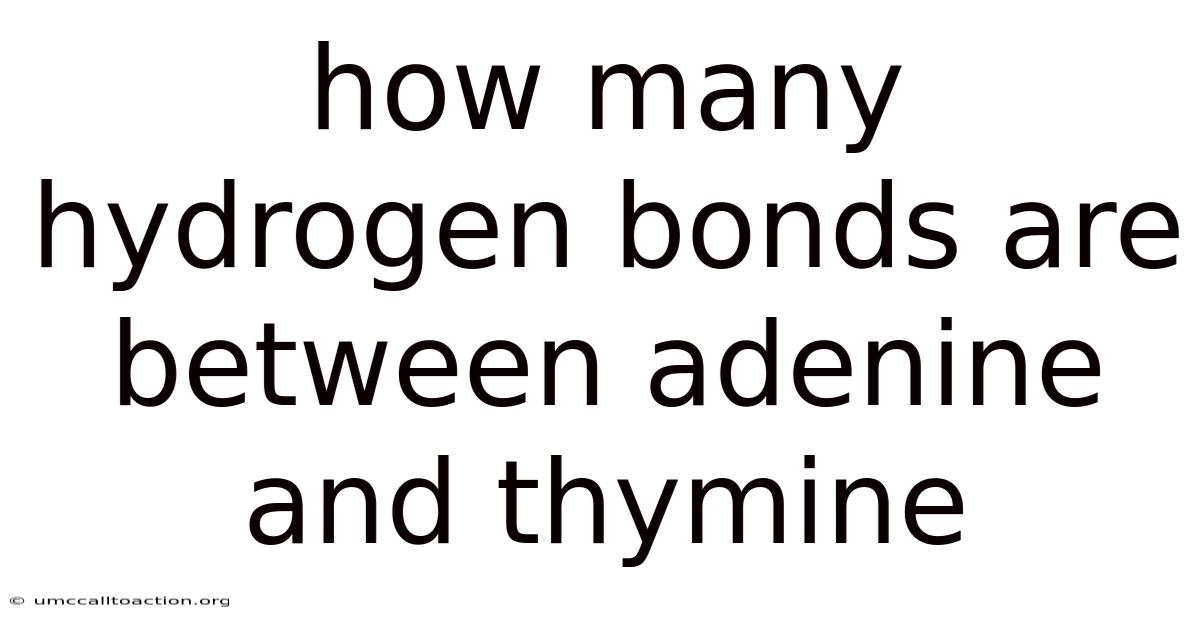 How Many Hydrogen Bonds Are Between Adenine And Thymine