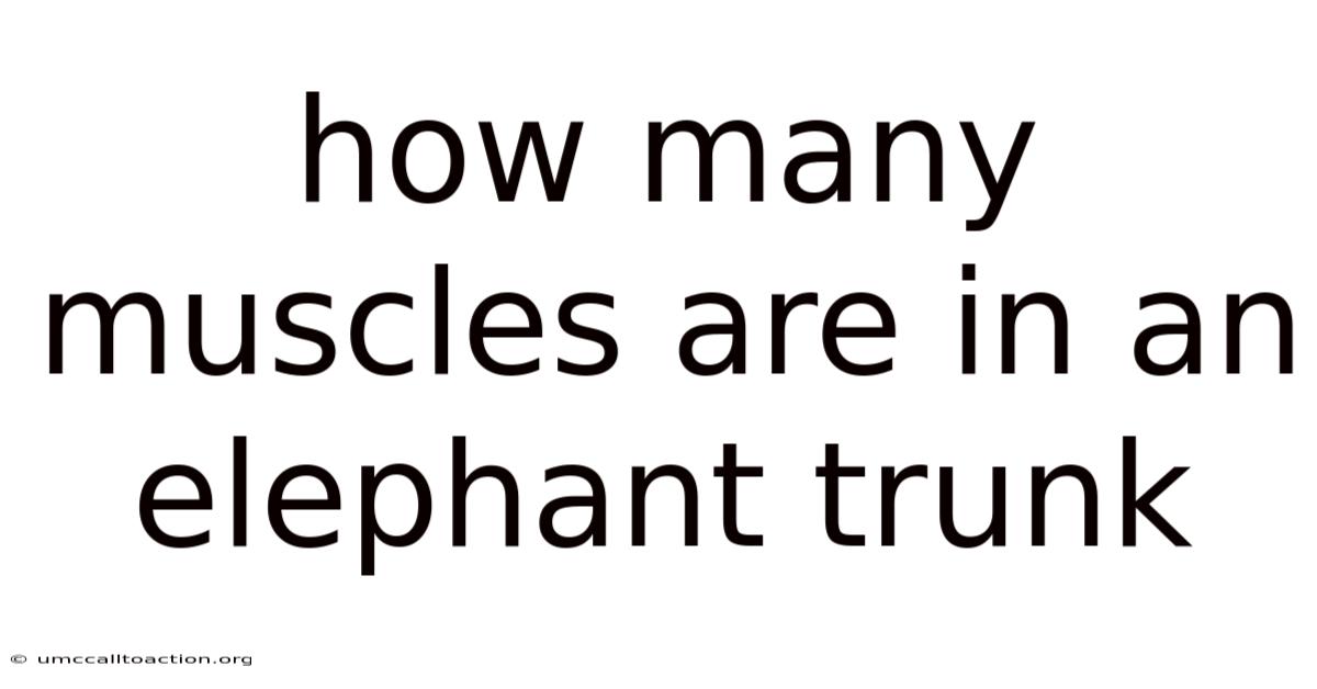 How Many Muscles Are In An Elephant Trunk