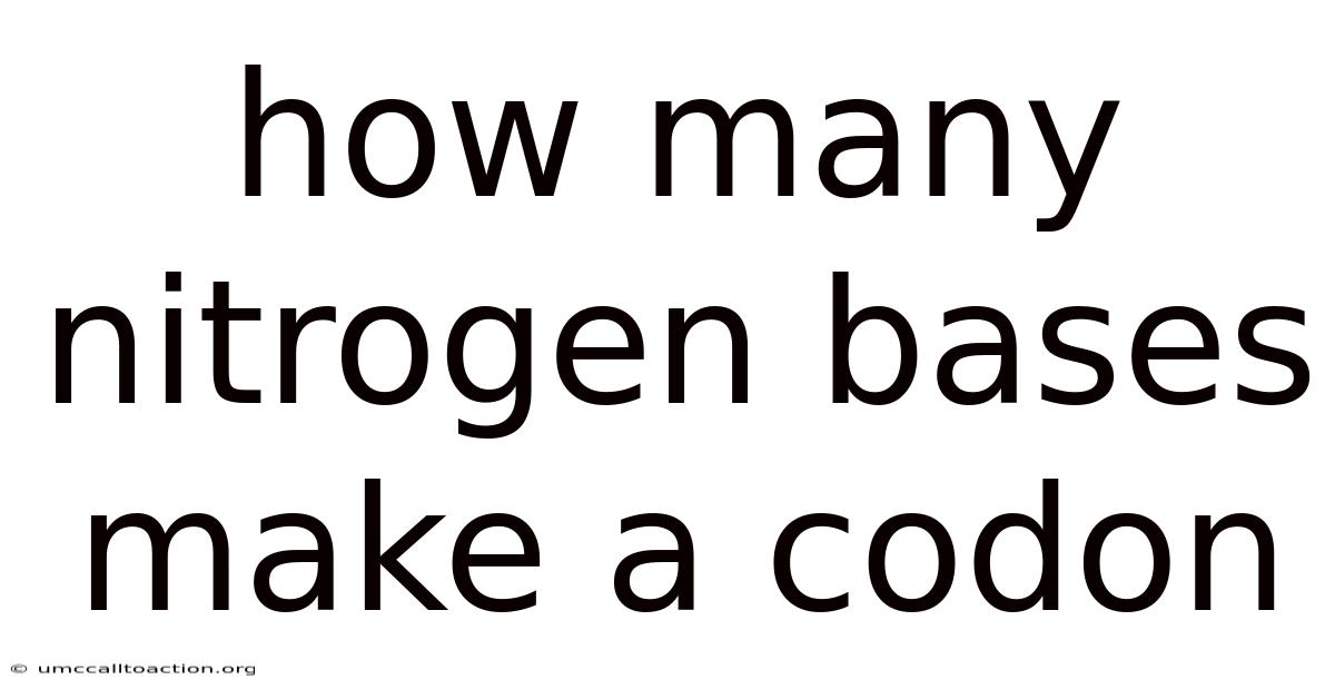 How Many Nitrogen Bases Make A Codon