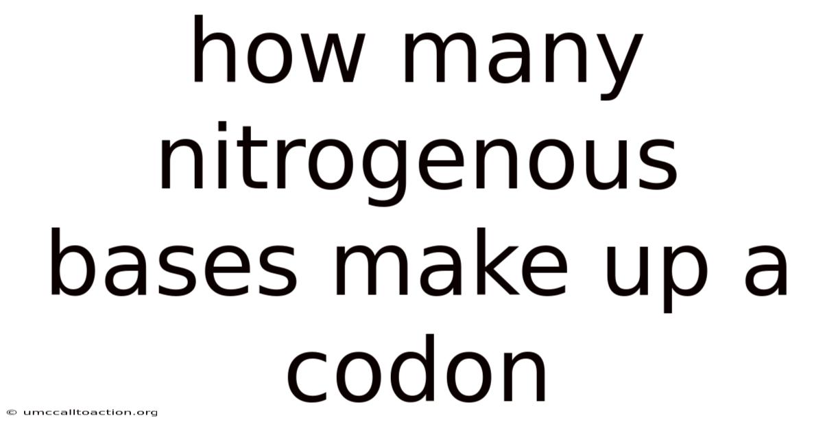 How Many Nitrogenous Bases Make Up A Codon
