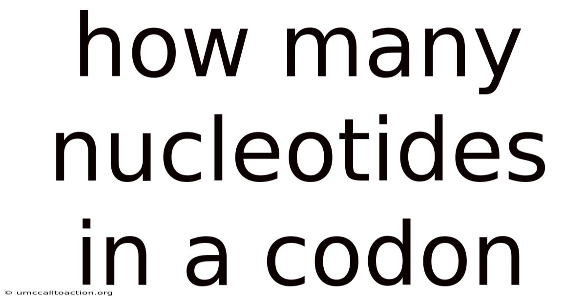 How Many Nucleotides In A Codon