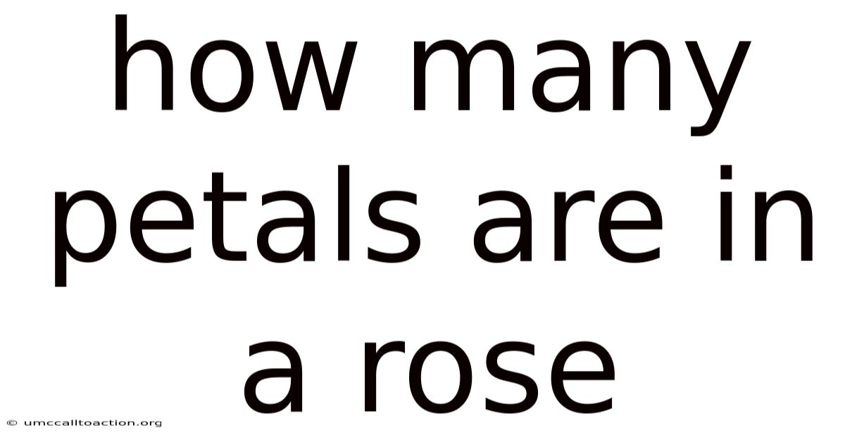 How Many Petals Are In A Rose