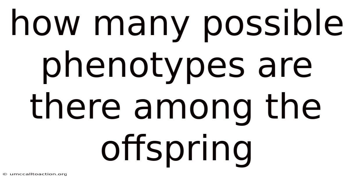 How Many Possible Phenotypes Are There Among The Offspring