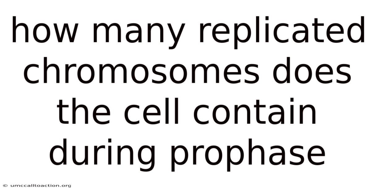 How Many Replicated Chromosomes Does The Cell Contain During Prophase