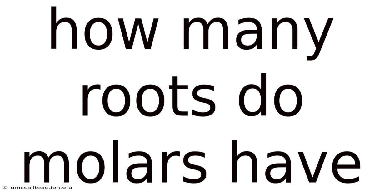 How Many Roots Do Molars Have