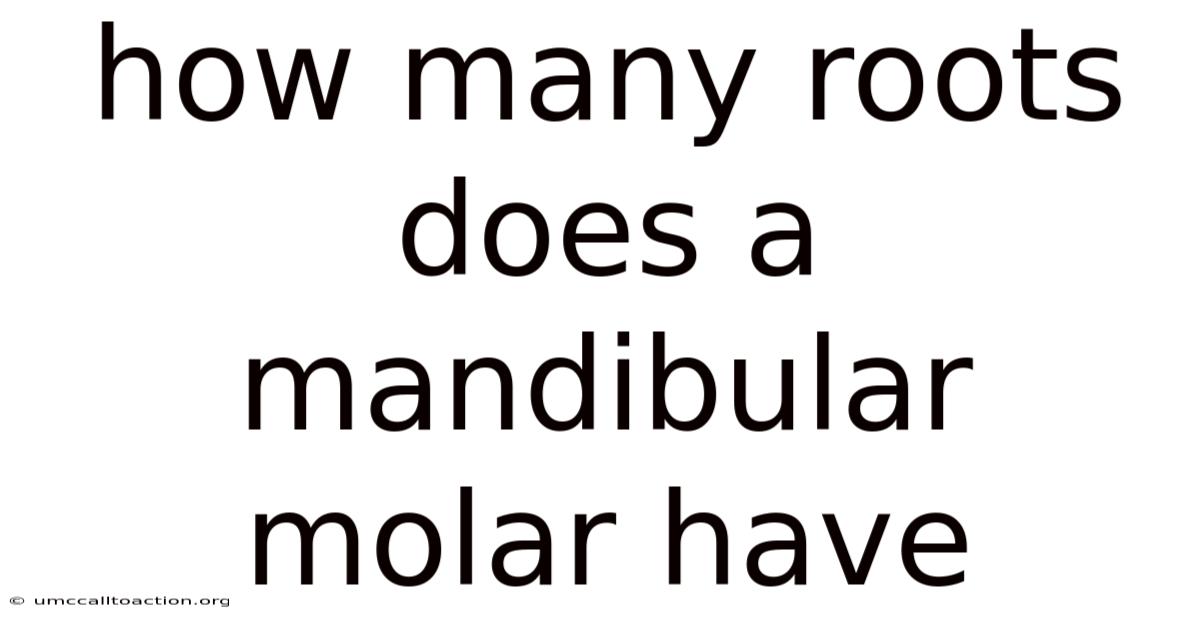 How Many Roots Does A Mandibular Molar Have