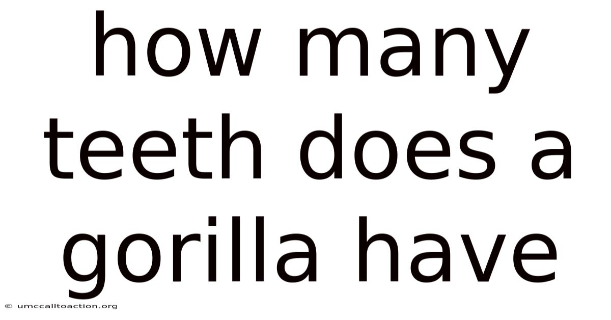 How Many Teeth Does A Gorilla Have