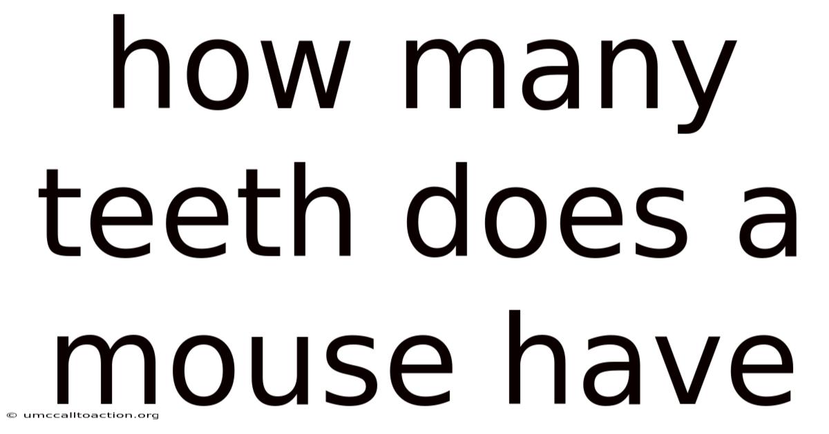 How Many Teeth Does A Mouse Have