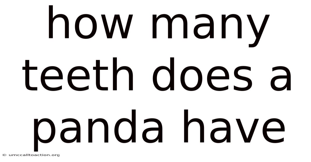 How Many Teeth Does A Panda Have