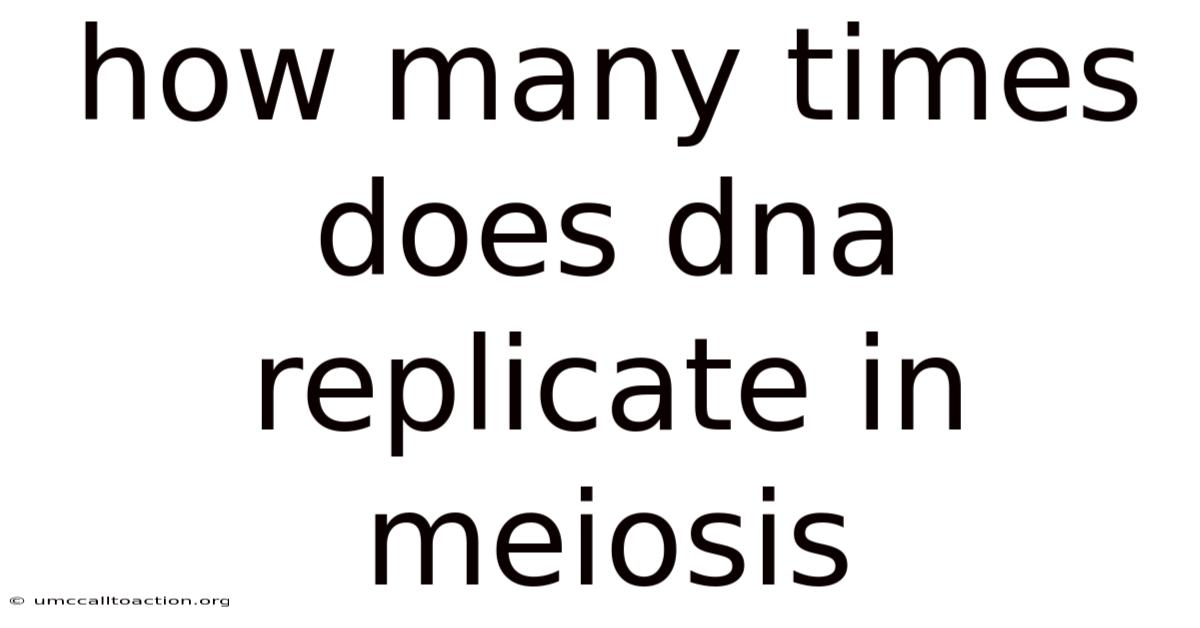 How Many Times Does Dna Replicate In Meiosis