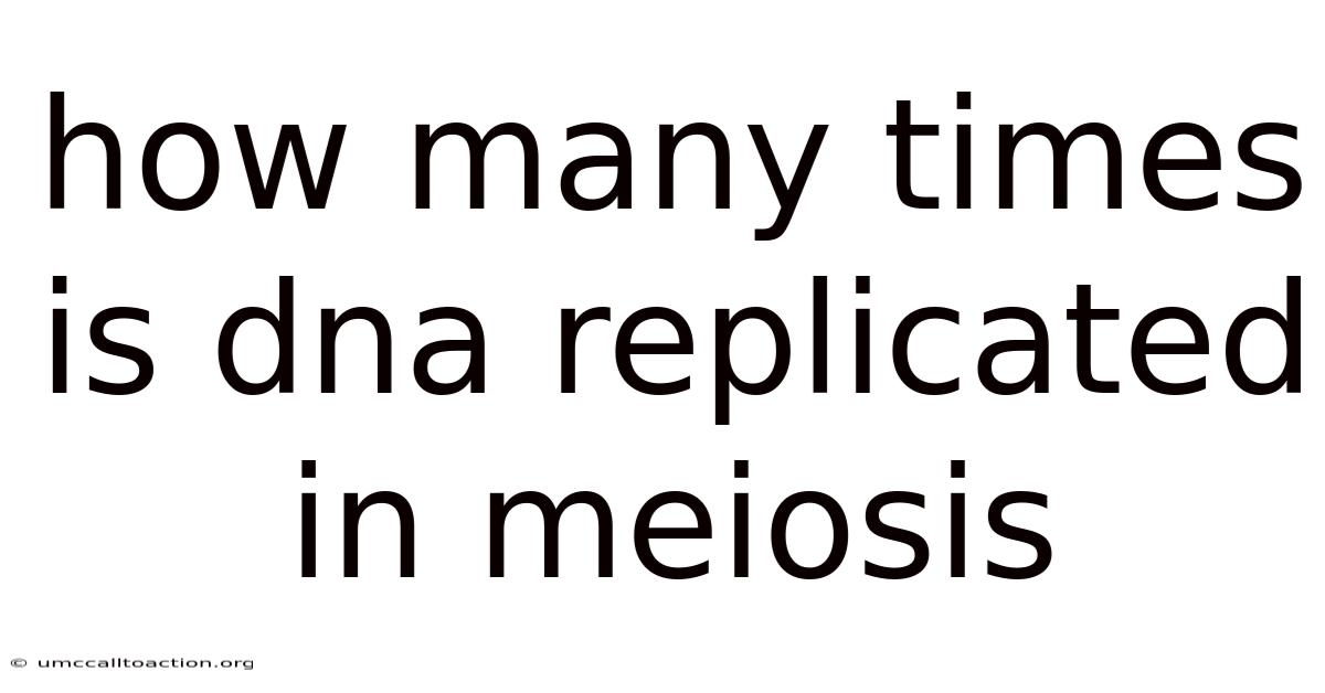 How Many Times Is Dna Replicated In Meiosis