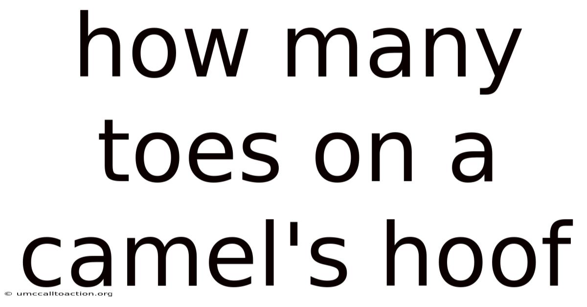 How Many Toes On A Camel's Hoof