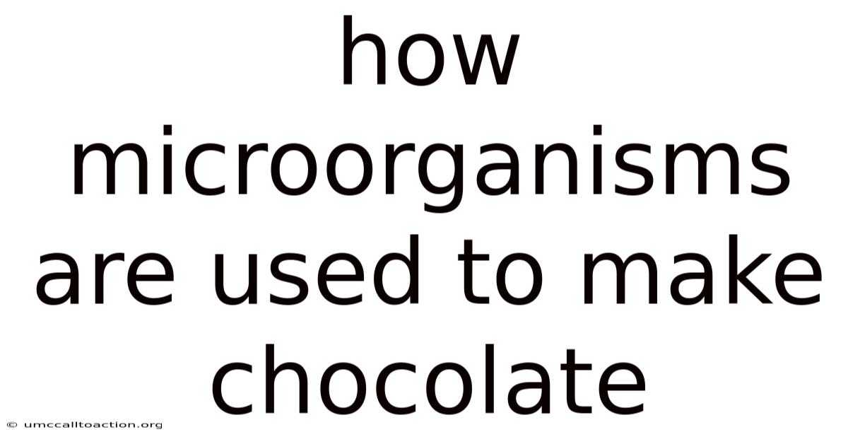 How Microorganisms Are Used To Make Chocolate