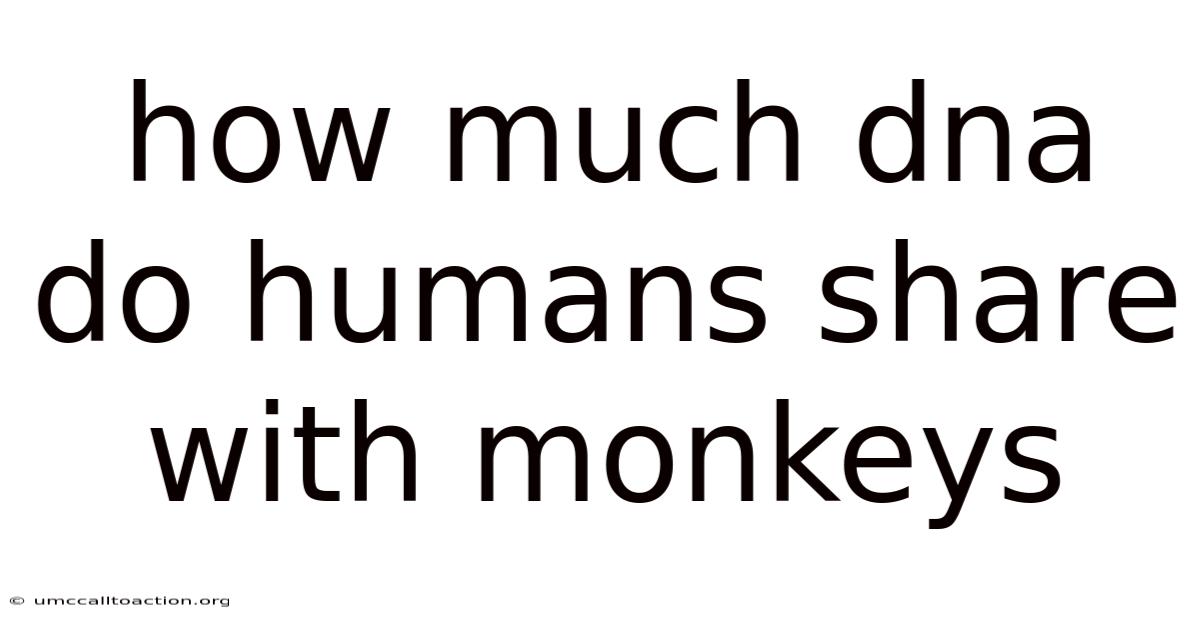 How Much Dna Do Humans Share With Monkeys
