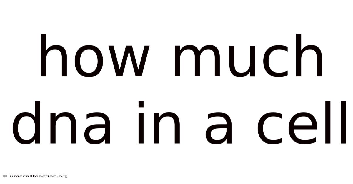 How Much Dna In A Cell