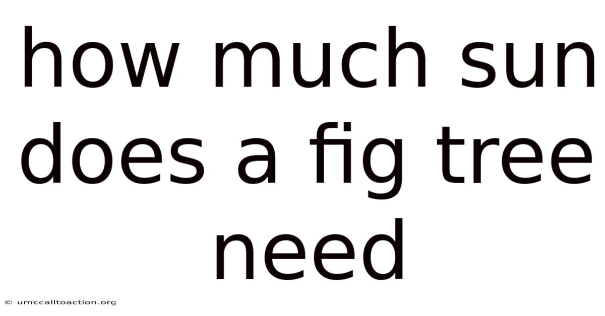 How Much Sun Does A Fig Tree Need