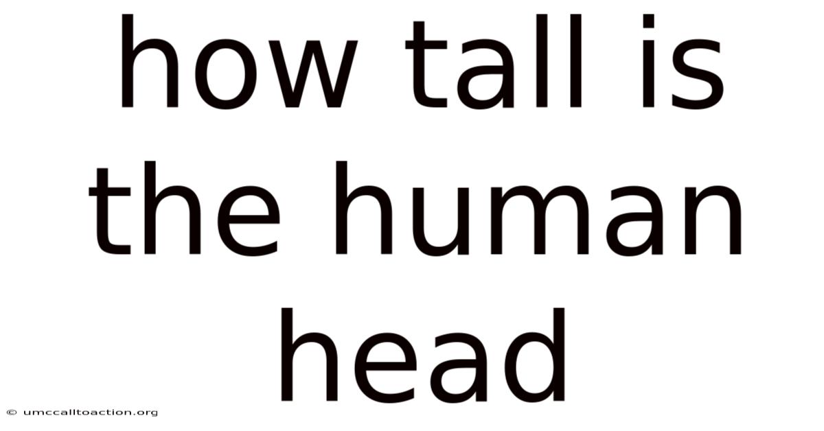 How Tall Is The Human Head