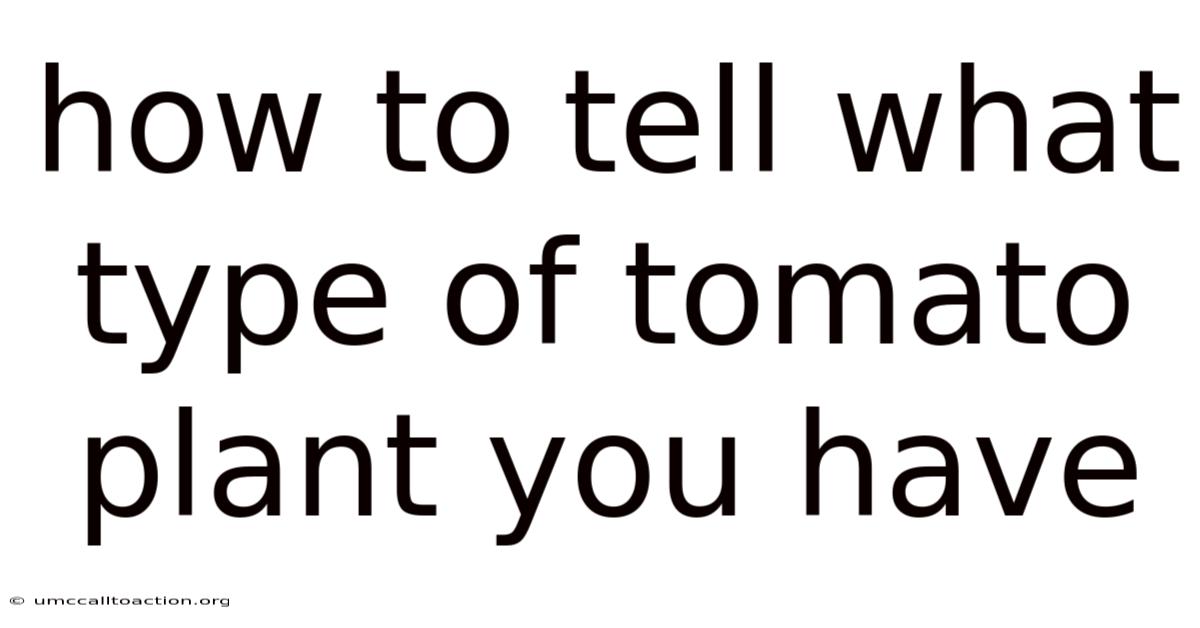 How To Tell What Type Of Tomato Plant You Have