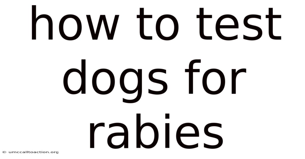 How To Test Dogs For Rabies