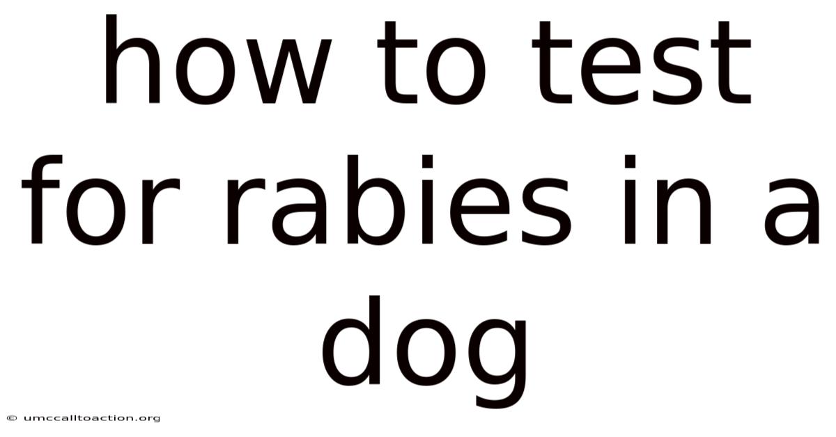 How To Test For Rabies In A Dog